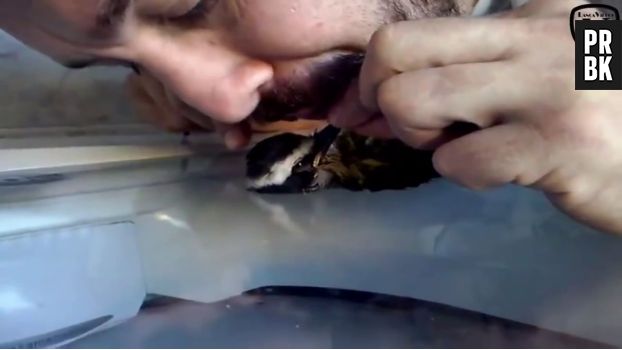 Un homme sauve un oiseau de la noyage et le réanime avec un massage cardiaque