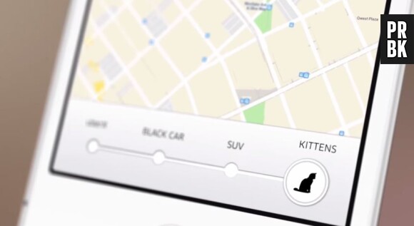 UberKittens : Uber lance un service de livraison de chatons en Australie