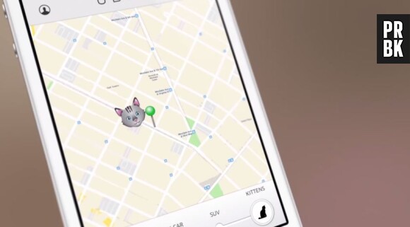 Uber : un service de livraison de chatons lancé en Australie