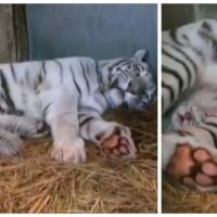 Ces bébés tigres blancs blottis contre leur maman vont vous faire fondre
