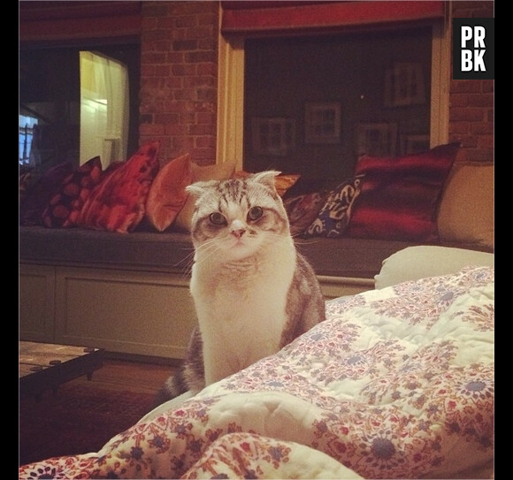 Taylor Swift : son chat Meredith prend la pause
