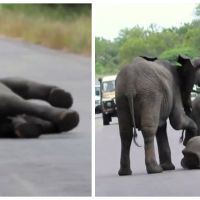 Emouvant : un troupeau d&#039;éléphants s&#039;allie pour sauver un éléphanteau en danger sur la route