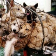 #StopYuLin2015 : le monde se mobilise pour arrêter le massacre des chats et des chiens en Chine