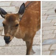 WTF : ce cerf fait les bruits les plus bizarres du monde