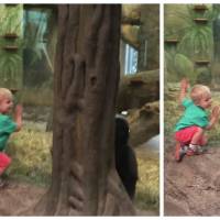 Trop cute : un enfant de 2 ans et un gorille jouent à cache-cache