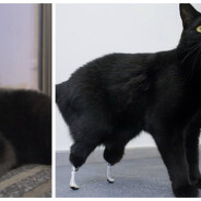 Blessé aux pattes arrières, ce chat a été sauvé grâce à des prothèses bioniques