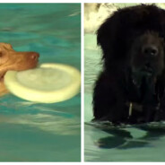 Pour le dernier jour des vacances, cette piscine canadienne a ouvert ses bassins... aux chiens !