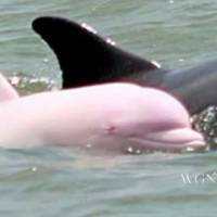 Pinky : l'adorable dauphin rose refait son apparition aux Etats-Unis