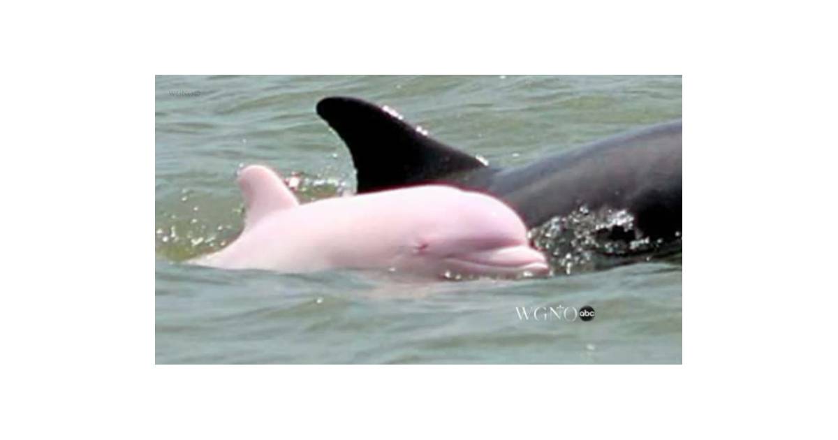 Pinky L Adorable Dauphin Rose Refait Son Apparition Aux Etats Unis Purebreak Pinky L Adorable Dauphin Rose Refait Son Apparition Aux Etats Unis Purebreak