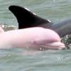 Pinky : un dauphin rose fait le buzz aux USA