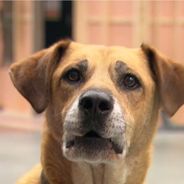 Under the Dome saison 3 : la belle histoire de Kato aka Indy, le chien de Big Jim