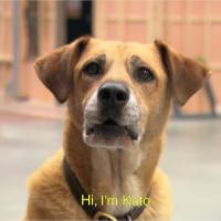 Under the Dome saison 3 : la belle histoire de Kato aka Indy, le chien de Big Jim