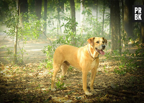 Under the Dome saison 3 : Indy, le chien de Big Jim