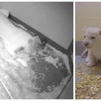 Adorable : 4 bébés lions blancs, rares et trop mignons, sont nés à Toronto