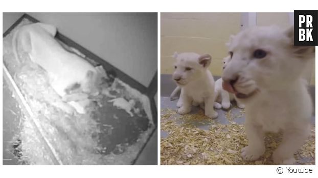 Un reportage sur les bébés lions blancs du zoo de toronto