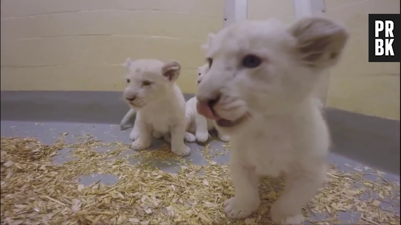 Les bébés lions blancs du toronto zoo