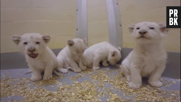 Les bébés lions blancs nés au zoo de toronto