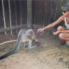 Taylor Swift rencontre un kangourou en Australie le 5 décembre 2015