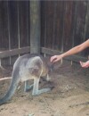 Taylor Swift rencontre un kangourou en Australie le 5 décembre 2015