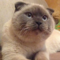 Insolite : Barsik le chat, bientôt élu maire dans une ville de Russie ?
