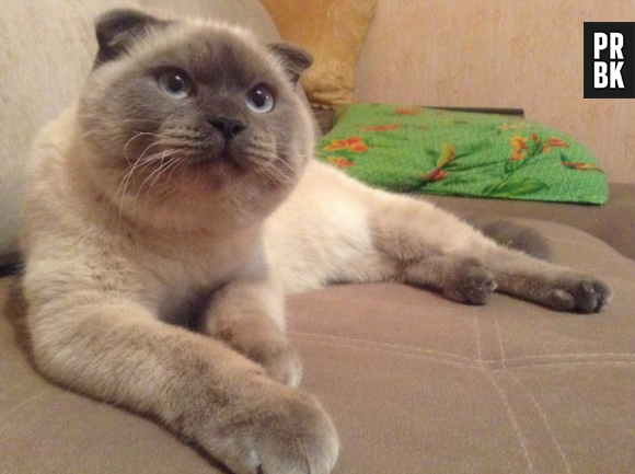 Barsik, un chat, en course pour une élection municipale en Russie