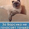 Barsik, un chat, en course pour une élection municipale en Russie
