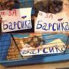 Barsik le chat soutenu par les animaux pour l'élection municipale de sa ville