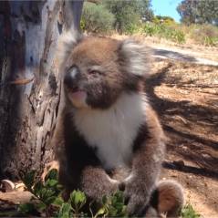 Les pleurs de ce bébé koala chassé de son arbre vont vous faire fondre
