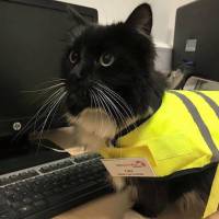 Un chat travaille dans une gare en Angleterre... et vient de décrocher une promotion