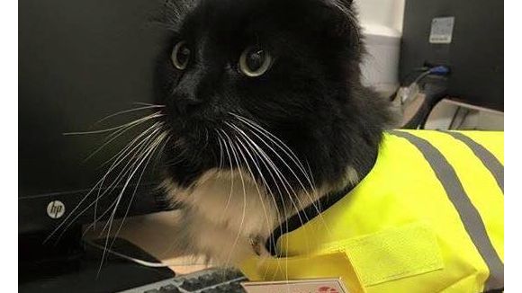 Un chat travaille dans une gare en Angleterre... et vient de décrocher une promotion