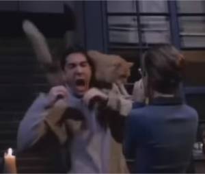 Friends : un chat attaque Ross dans l'épisode 7 de la saison 1