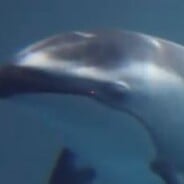 La naissance touchante et magique d&#039;un bébé dauphin à l&#039;aquarium de Chicago