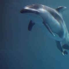 La naissance touchante et magique d'un bébé dauphin à l'aquarium de Chicago
