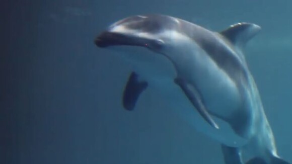 La naissance touchante et magique d'un bébé dauphin à l'aquarium de Chicago