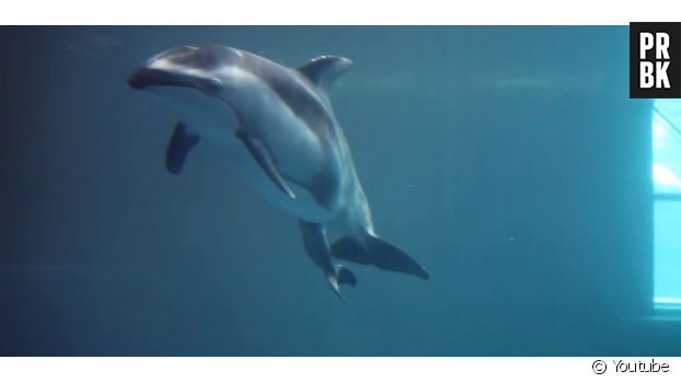 La naissance d&#039;un bébé dauphin le 18 avril 2016 à l&#039;aquarium de Chicago