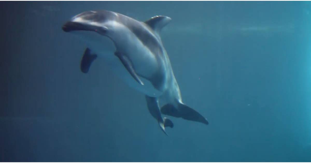 La Naissance Touchante Et Magique D Un Bebe Dauphin A L Aquarium De Chicago Purebreak La Naissance Touchante Et Magique D Un Bebe Dauphin A L Aquarium De Chicago Purebreak
