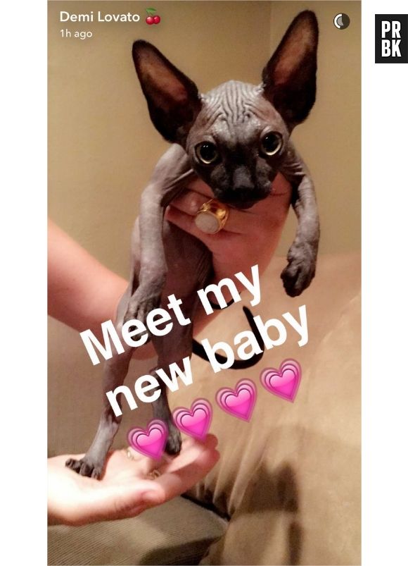 Demi Lovato a dû rendre son chat après un jour parce qu'elle était allergique