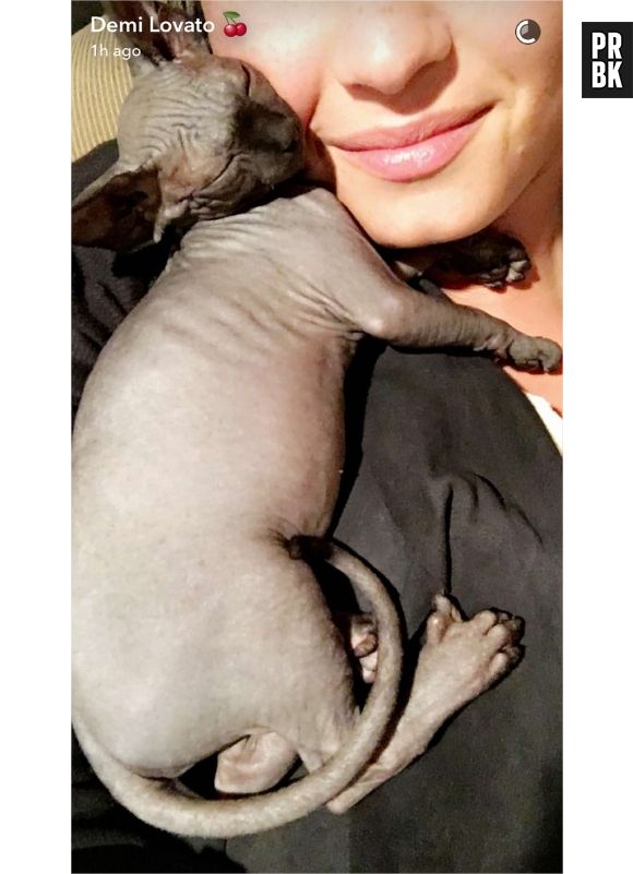 Demi Lovato a dû rendre son chat après un jour parce qu'elle était allergique