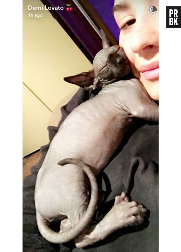 Demi Lovato a dû rendre son chat après un jour parce qu'elle était allergique