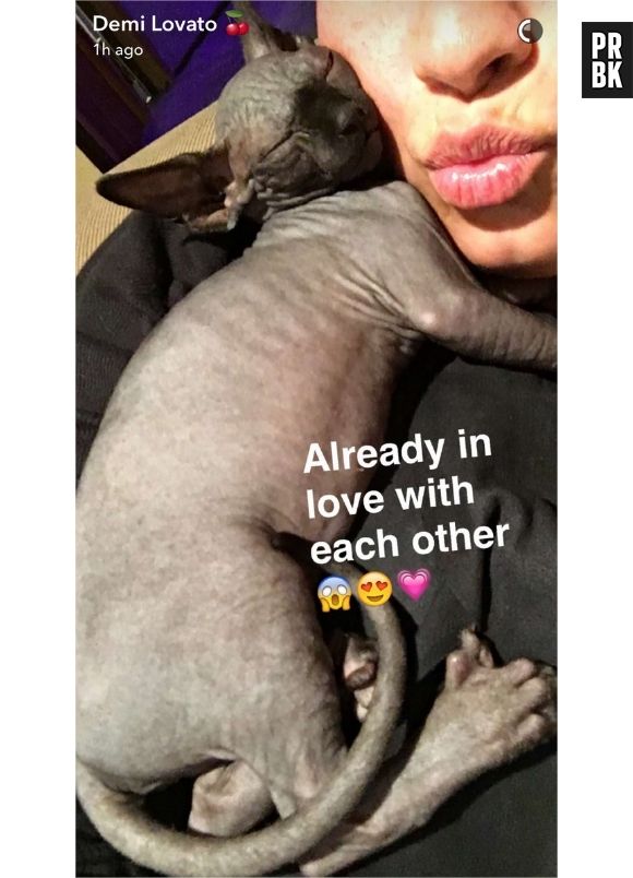 Demi Lovato a dû rendre son chat après un jour parce qu'elle était allergique