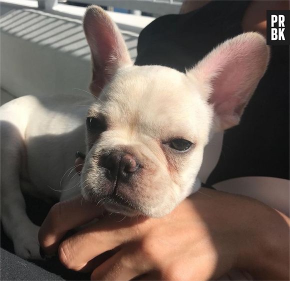 Shanna Kress (Les Anges 10) présente son nouveau chien adorable