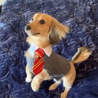 Harry Potter : ce chien répond aux sorts magiques et c&#039;est vraiment trop cute 😍