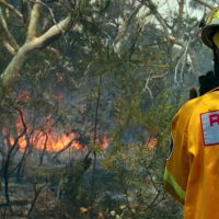 Incendies en Australie : Ecosia reverse 100% de ses bénéfices du jour pour replanter des arbres