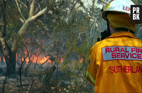 Incendies en Australie : Ecosia reverse 100% de ses bénéfices du jour pour replanter des arbres