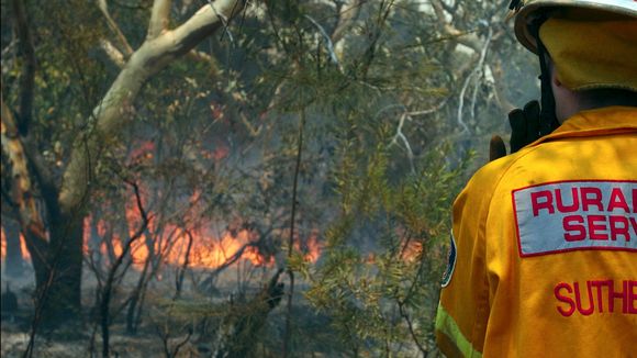 Incendies en Australie : Ecosia reverse 100% de ses bénéfices du jour pour replanter des arbres