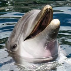 La captivité des animaux marins comparée au confinement : les 8 choses à savoir avec PETA