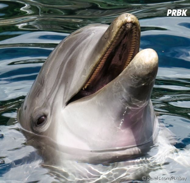 La captivité des animaux marins comparée au confinement : les 8 choses à savoir