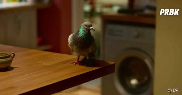 Mon amie Adèle : le pigeon de l'épisode 6 est-il Louise ?