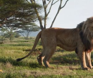 Mufasa dans Le Roi Lion sorti 2019