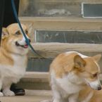 "C'est pour m'achever" : l'apparition des corgis de la reine Elizabeth II fait chialer tout le monde